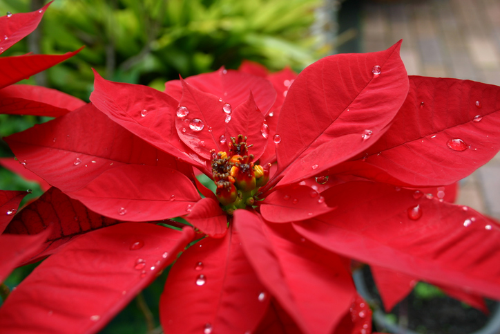 poinsettia