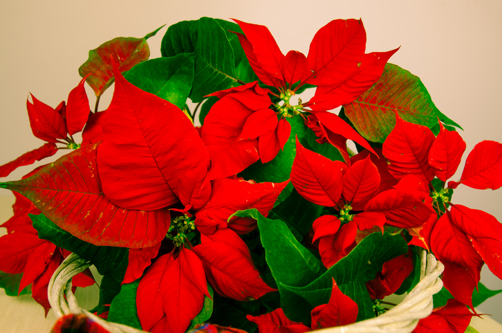 poinsettia