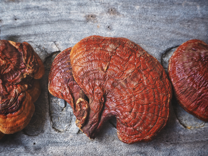 The Benefits of Reishi, the Mushroom of Immortality