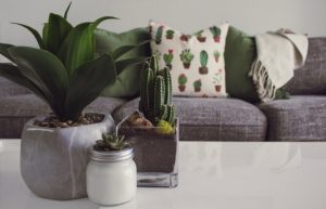 Succulent plant in cute vases on table for decoration