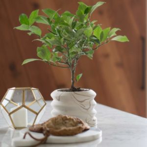 Tropical Touch - Key Lime Tree