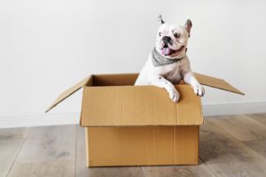 moving tips - what to do with pets in a move