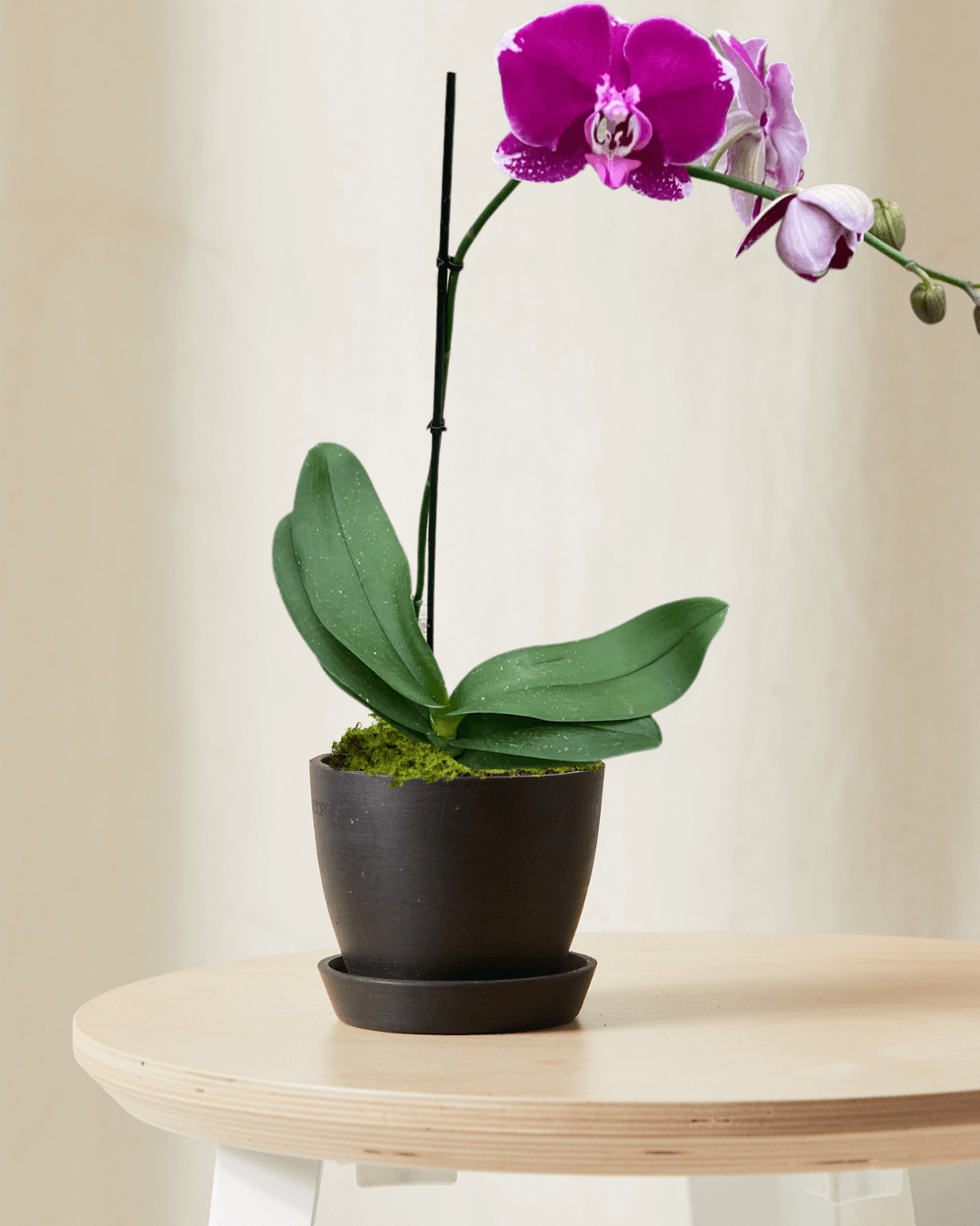 purple orchid Best Valentine's Day Bouquets