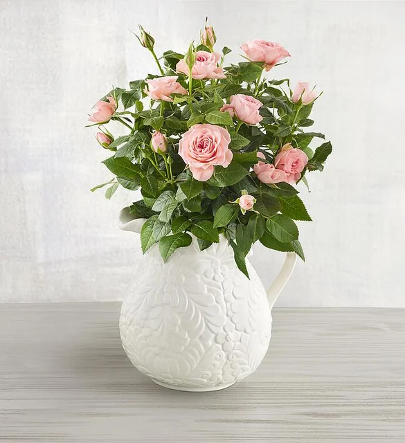 roses in pitcher