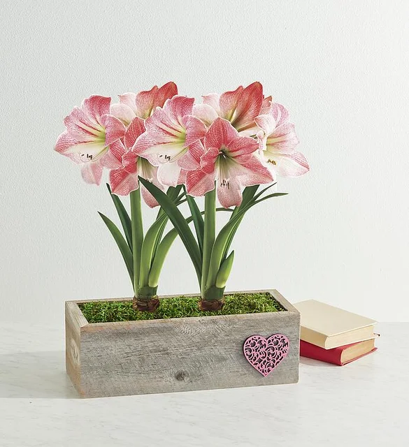 apple blossom amaryllis