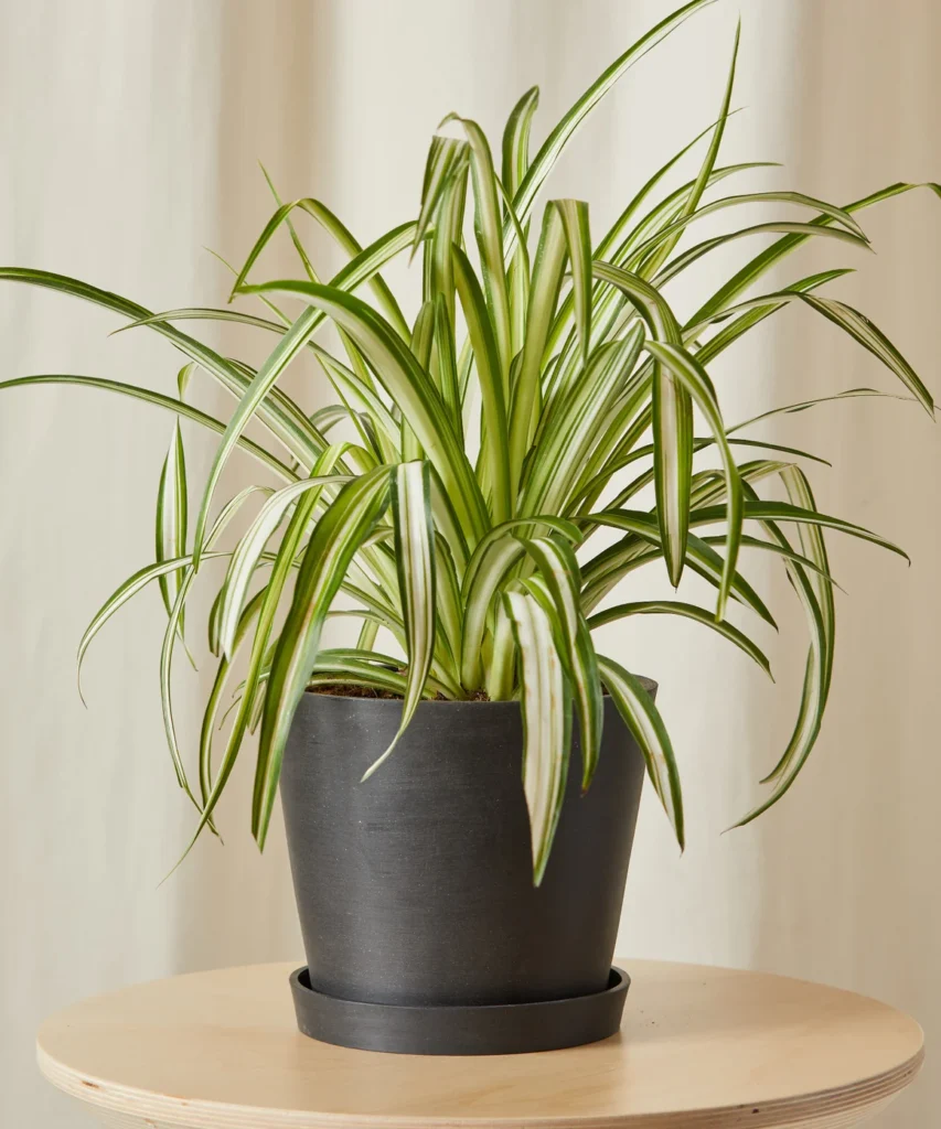 spider plant housewarming gift delivery