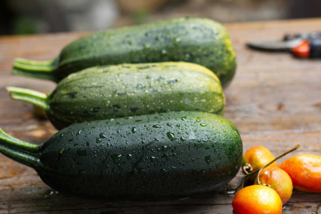 zucchini spring garden prep for beginners