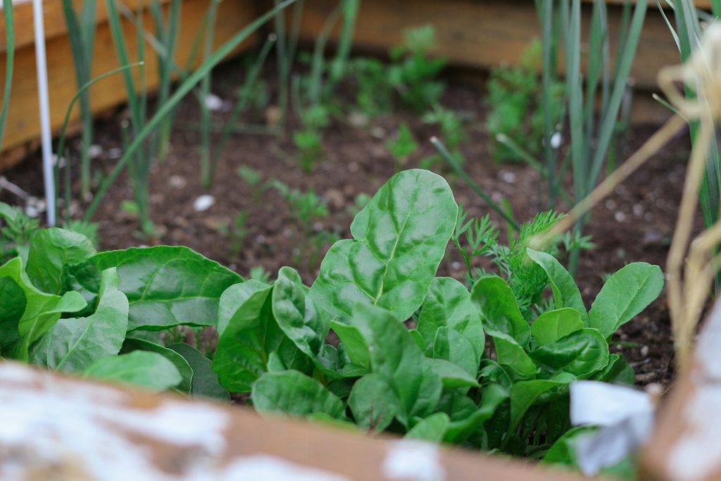 spinach Spring Garden Prep for Beginners