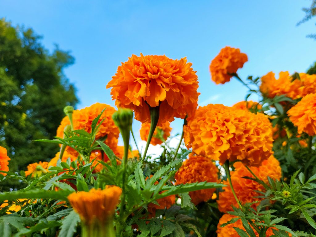 marigolds flowers in the garden spring garden prep for beginners