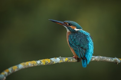 Celebrate Earth Day, bird watching 