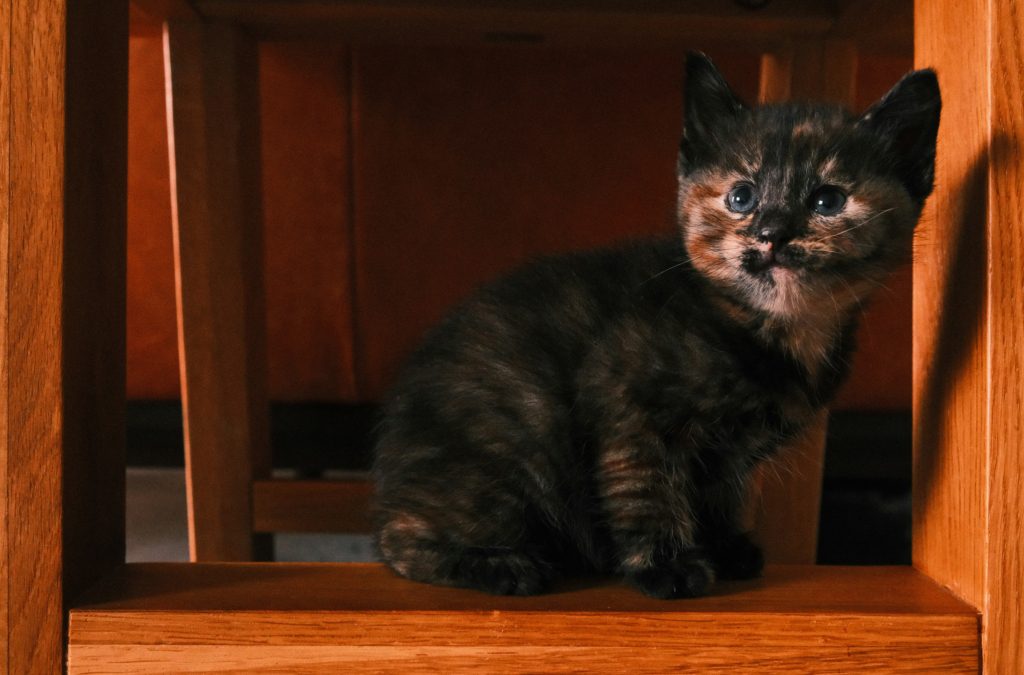 new kitten cat New Pet Adjustment Plan