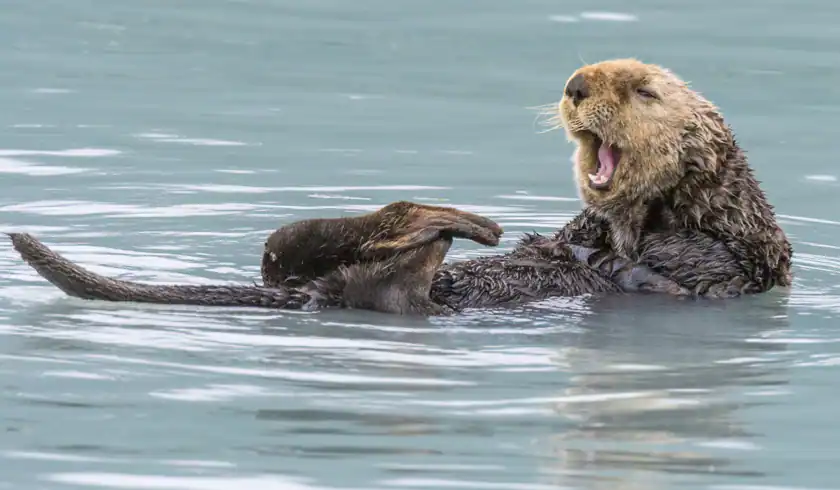 wildlife alaska cruise for families