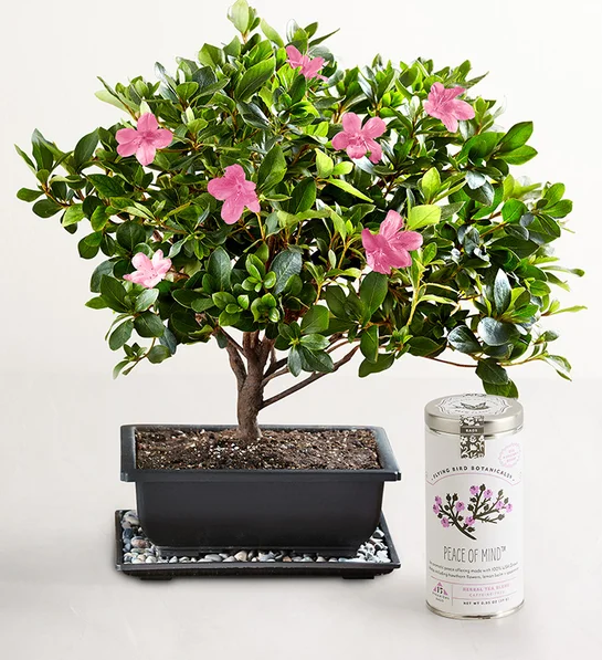 Azalea Bonsai