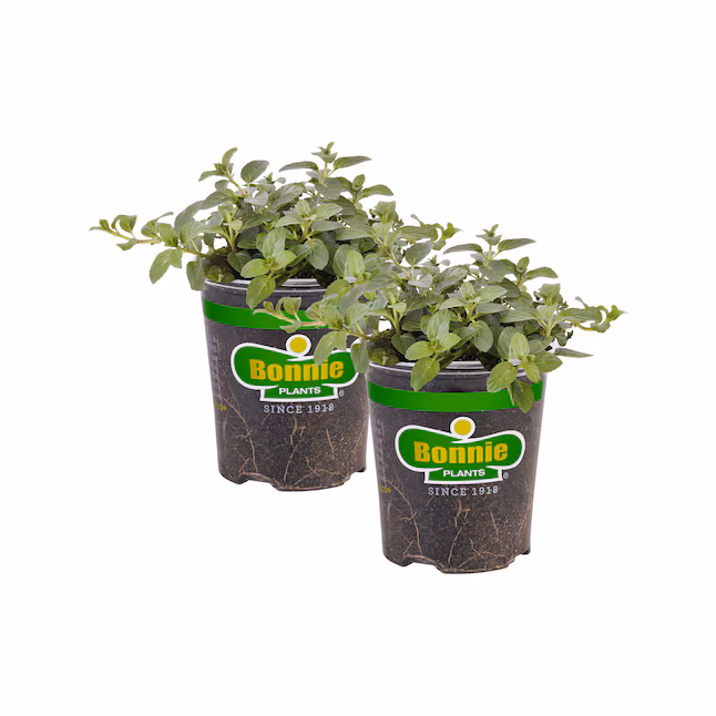 Bonnie Plants 19.3 oz Peppermint Plant 2 -Pack labor day hostess gifts