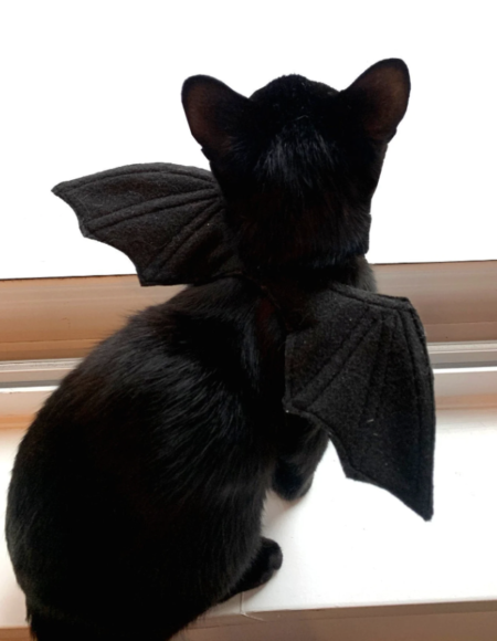 Cat Bat Wing Costume - Cat Apparel / Clothing - Pet - best places for Halloween costumes