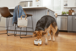 good dog food brands