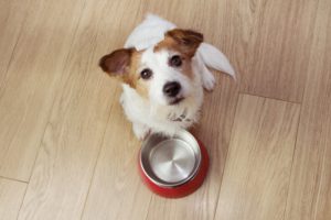 good dog food brands