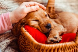 new puppy checklist - dog bed