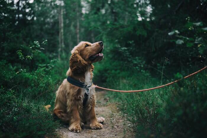 useful pet products featured image