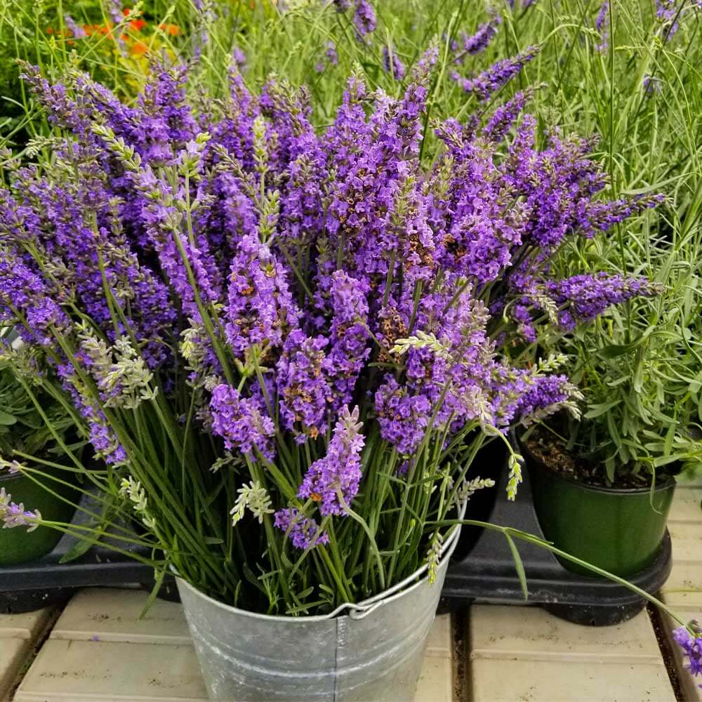 gifts for a bride - lavender