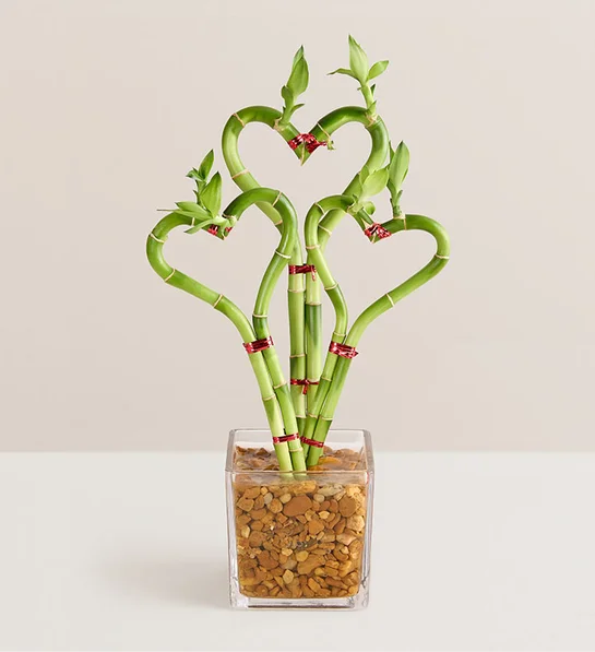 bamboo heart plant - Wedding Table Decorations