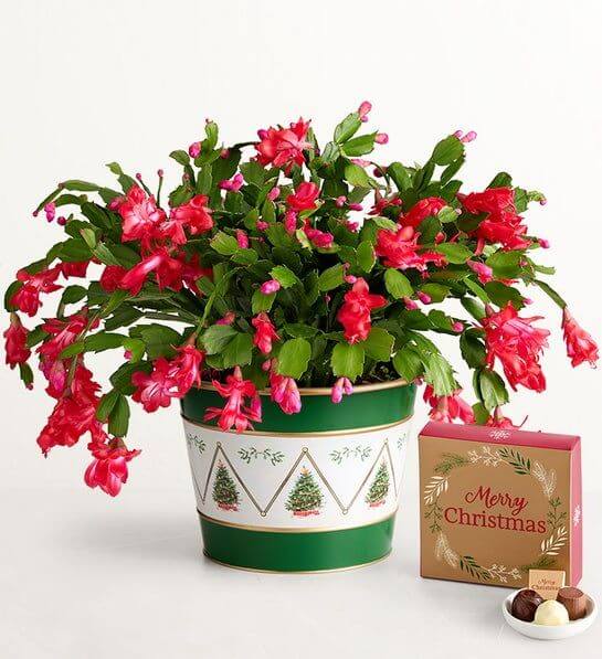 christmas cactus holiday flowers