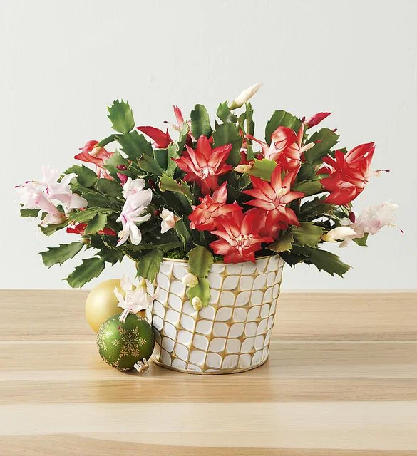 xmas cactus christmas flowers