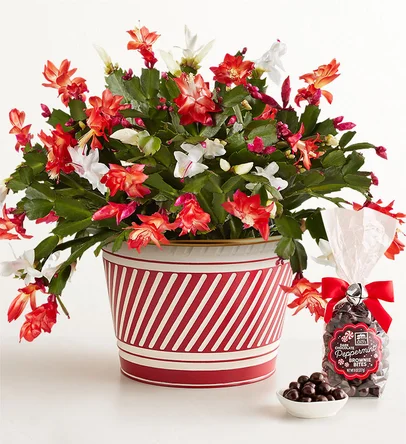 candy cane cactus last minute gift ideas